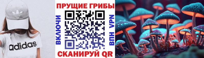 Псилоцибиновые грибы Psilocybe  дарнет шоп  Новочеркасск 